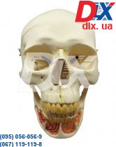 Модель демонстраційна Череп HST-S3