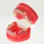 Модель демонстрационная ортодонтическая с керамическими брекетами HTS-B1-03 - фотография 4. Купить с доставкой в интернет магазине Dlx.ua.