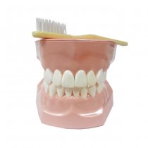Модель демонстраційна догляд за зубами