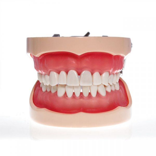 Модель тренировочная со съёмными зубами (нижняя и верхняя челюсть) HTS-A10 200H - фотография . Купить с доставкой в интернет магазине Dlx.ua.