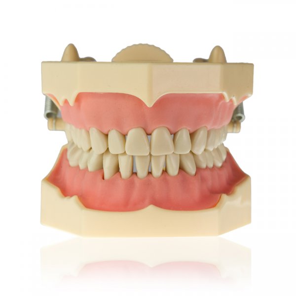 Модель тренировочная со съёмными зубами (нижняя и верхняя челюсть) HTS-A7-01 - фотография . Купить с доставкой в интернет магазине Dlx.ua.