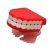 Попрыгунчик - Зубы WJ-005-R - фотография. Купить с доставкой в интернет магазине DLX 